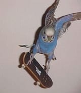techdeckbird