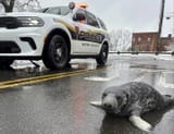seal