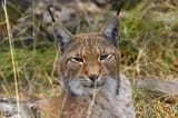 lynx_eurasian