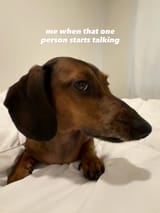 just a dog