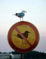 eff the cops