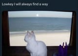 lowkeoy i will always find a way