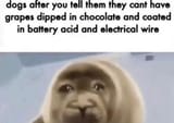dog