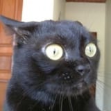 aaaa