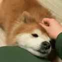 dog-petting_thumb.jpg