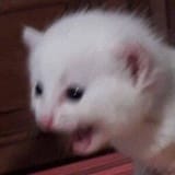 Thread 82169283 OP Image