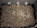 shroomies