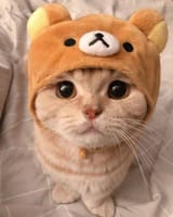 Thread 82172954 OP Image