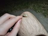 Thread 82178365 OP Image
