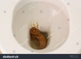 stock-photo-human-excrement-poop-in-a-toilet-1532723180