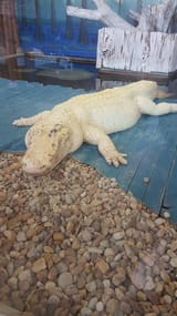 gatorland (1)