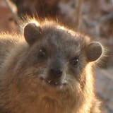 hyrax