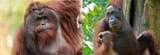 orangs_e153ce13ddc0e1058a9a7f08f30d4f99