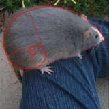 Thread 82216885 OP Image