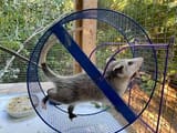 opossum wheel 2