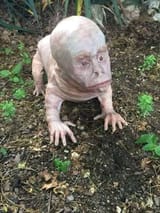 animal