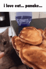 pancake-cat-eating-pancake