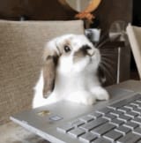 bunny posting