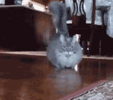 catwalk