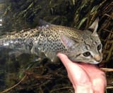 catfish