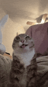 cat-meme-pee