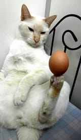 egg