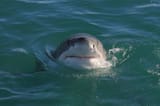 shork