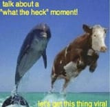 talk_about_a_what_the_heck_moment_lets_get_this_thing_viral