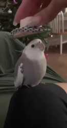howdy birb_thumb.jpg