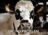cow-chewing-3575471883