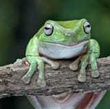 frog