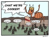 ant chat 9