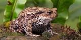 cute toad