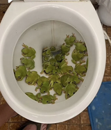 frgt
