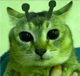 Thread 12342891 OP Image