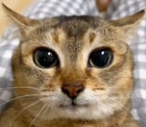 Thread 12344451 OP Image