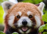 pandapower