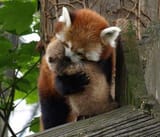 pandappreciation