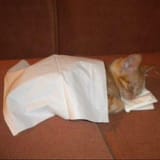mimir