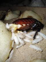 roaches