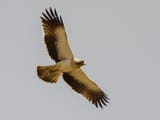 Booted eagle in flight