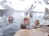 Japanese Macaque Onsen Day 2015
