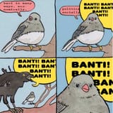 birbs