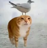 _