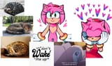 cats amy sucy
