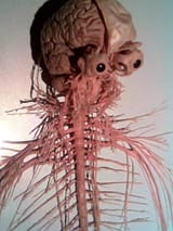 nervoussystemandeyes