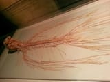 nervoussystembrain