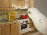 japanese bird