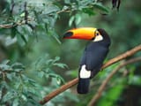 Toco toucan - panoramio - Basa Roland