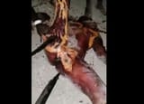 xgore-Dismembered-Haitian-Woman-Video-234wqreas